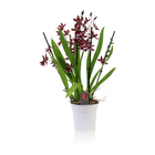 Orchidée Cambria Barrocco red : 4 tiges - pot D. 12 CM - H. 45 cm